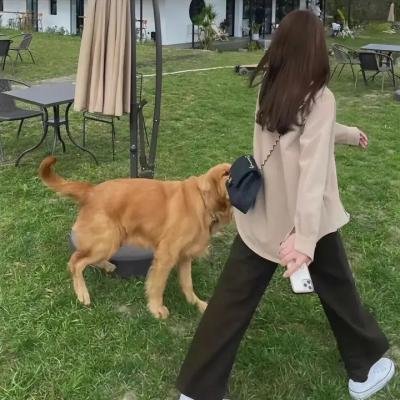 胡同猫